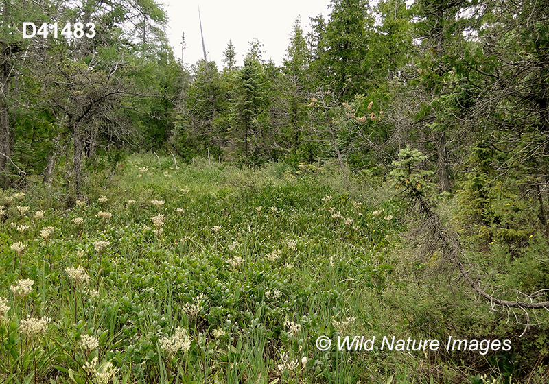 Tuberous Indian-plantain (Arnoglossum plantagineum) habitat